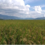 Tanaman padi siap panen di Rawa Lebak Irigasi Paya lah lah Rawa Kabupaten Karo.(ist)