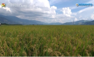 Tanaman padi siap panen di Rawa Lebak Irigasi Paya lah lah Rawa Kabupaten Karo.(ist)