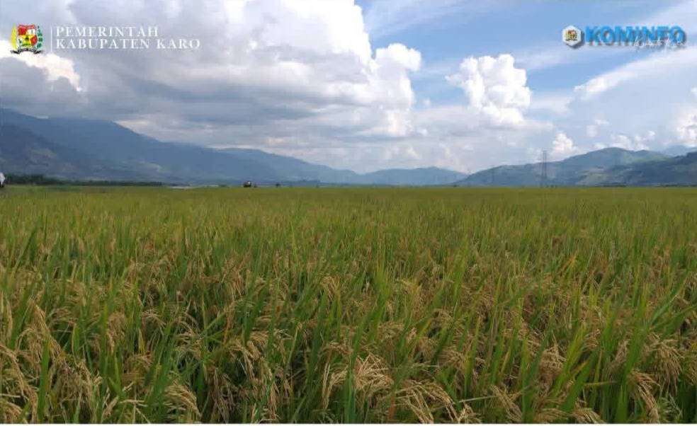 Tanaman padi siap panen di Rawa Lebak Irigasi Paya lah lah Rawa Kabupaten Karo.(ist)