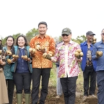 Bupati Humbang Hasundutan Oloan P Nababan Panen Kentang Bersama BUMDES Desa Ria - ria Pollung (ist)