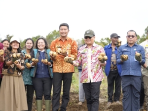 Bupati Humbang Hasundutan Oloan P Nababan Panen Kentang Bersama BUMDES Desa Ria - ria Pollung (ist)