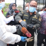 Pemusnahan 173 Ekor Ayam Bangkok dan 20 Ekor Kambing pigmi ilegal asal Thailand yang masuk tanpa prosedur Karantina.(ist)