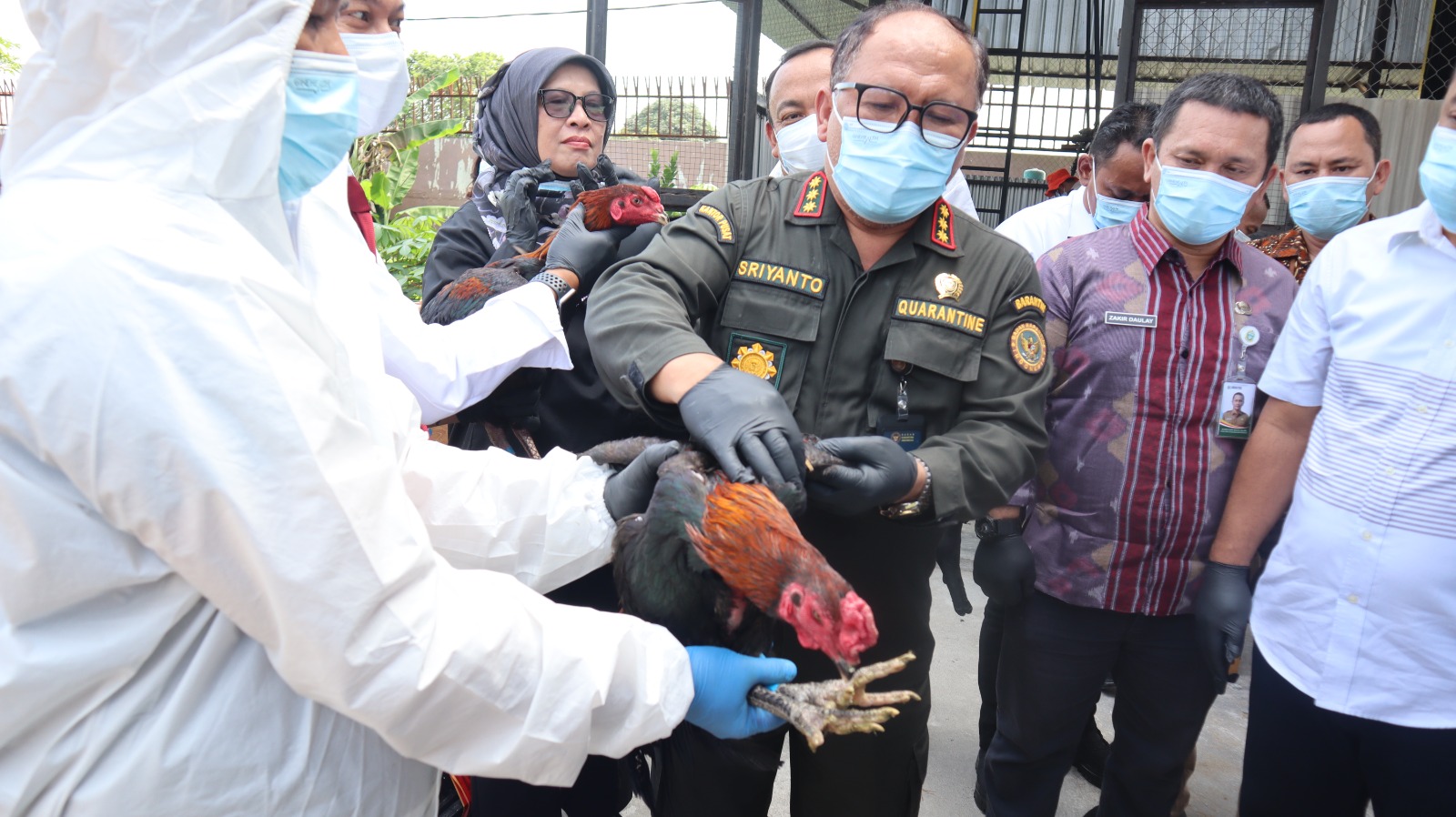 Pemusnahan 173 Ekor Ayam Bangkok dan 20 Ekor Kambing pigmi ilegal asal Thailand yang masuk tanpa prosedur Karantina.(ist)