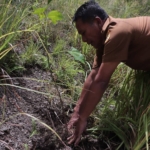 Monitoring pohon Kemiri di Desa Paropo, Kecamatan Silahisabungan.(ist)
