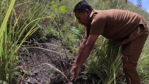 Monitoring pohon Kemiri di Desa Paropo, Kecamatan Silahisabungan.(ist)
