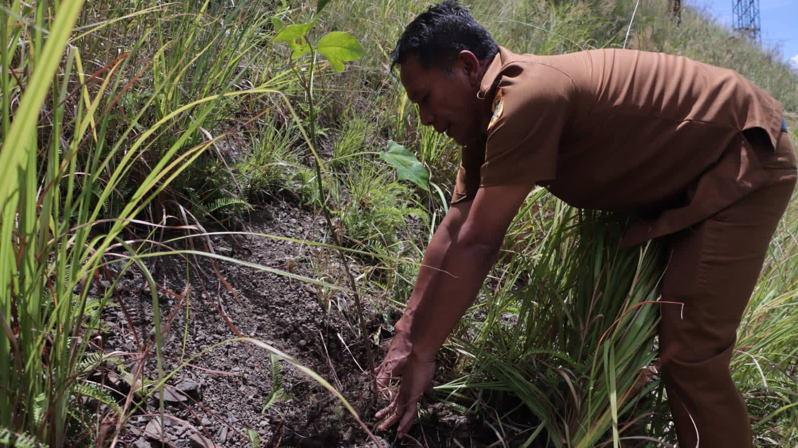 Monitoring pohon Kemiri di Desa Paropo, Kecamatan Silahisabungan.(ist)