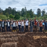Panen raya kentang bersama Badan Usaha Milik Desa (BUMDes) Sumber Nauli, Desa Aek Nauli I, Kecamatan Pollung.(ist)