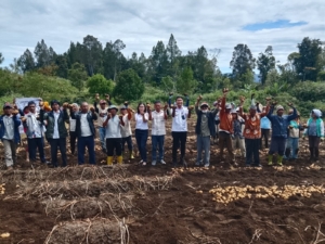 Panen raya kentang bersama Badan Usaha Milik Desa (BUMDes) Sumber Nauli, Desa Aek Nauli I, Kecamatan Pollung.(ist)