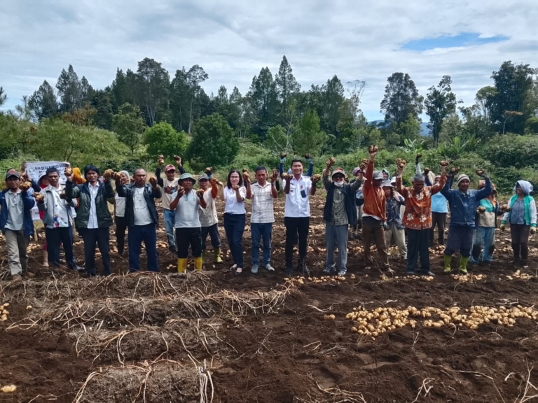 Panen raya kentang bersama Badan Usaha Milik Desa (BUMDes) Sumber Nauli, Desa Aek Nauli I, Kecamatan Pollung.(ist)