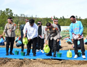 Tanam bawang putih bersama di Desa Maduma, Kecamatan Simanindo, Kabupaten Samosir, Rabu (19/8/2026).(ist)