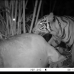 Camera Pengintai berhasil merkam Harimau Sumatera.(ist)