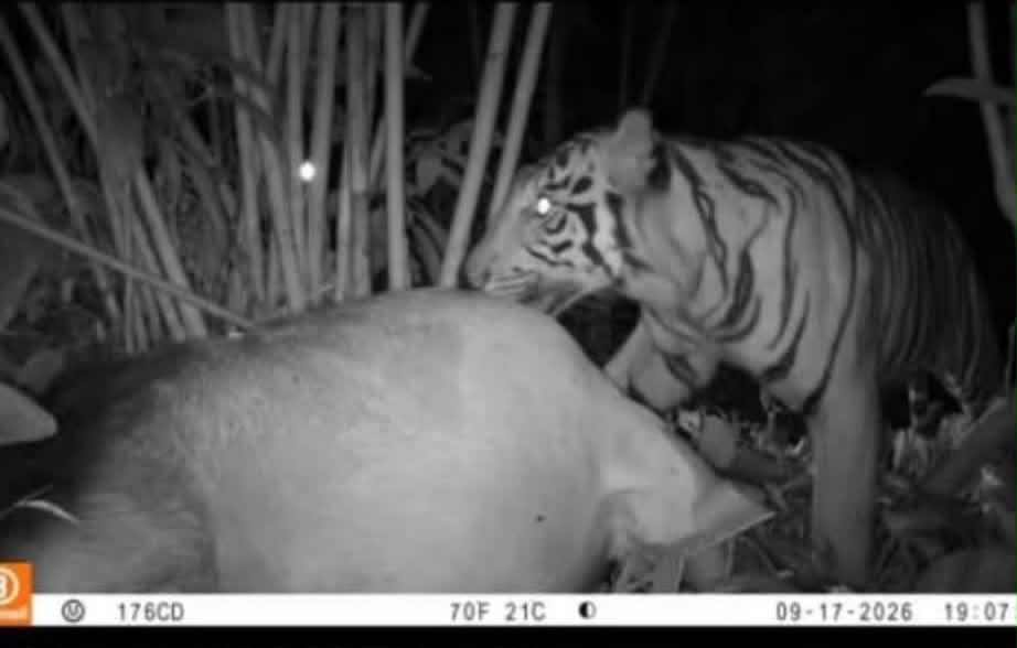 Camera Pengintai berhasil merkam Harimau Sumatera.(ist)