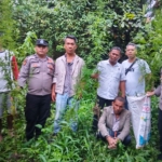 Polisi saat berada di lokasi penemuan ladang ganja.(Hegi)